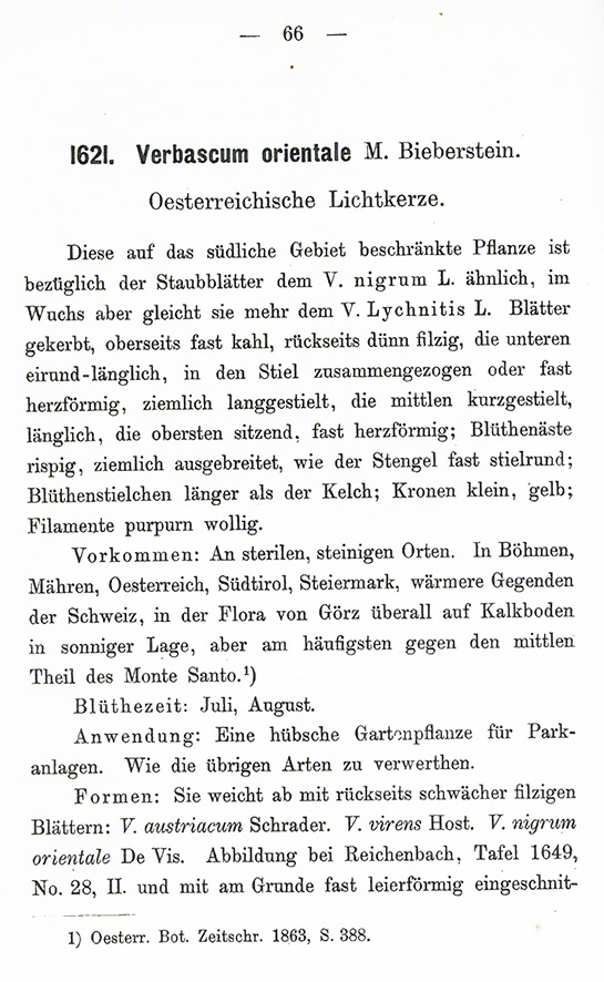 Königskerze